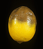 Stem end rot stored lemon