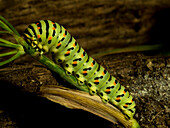 Common yellow swallowtail caterpillar