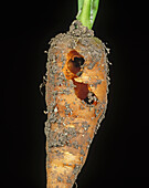Millepede damaged carrot