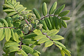 Rowan spring leaves