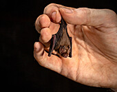 Kitti's hog-nosed bat