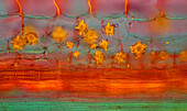 Calcium oxalate crystals in garden rhubarb, light micrograph