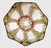 Horsetail stalk (Equisetum sp.), light micrograph