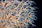Skeleton shrimps hiding in hydrozoan polyp