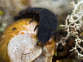 Firefly larva feeding on a snail