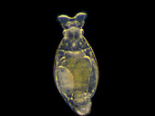 Rotifer, light micrograph