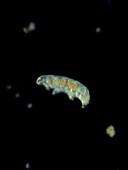 Tardigrade, light micrograph
