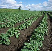 Ridged potato crop