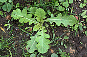 Charlock leaf rosette
