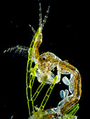 Skeleton shrimp, light micrograph