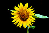 Domestic sunflower