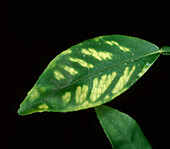 Citrus greening leaf chlorosis