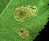 Apple leaf miner larval damage