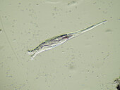 Rotifer, light micrograph