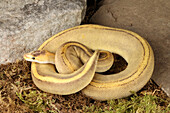 Ball python morph