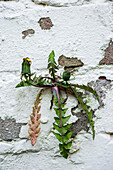 Common dandelion growing on side of wall