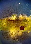 Rivularia cyanobacteria and Arcella sp., light micrograph