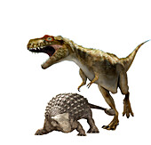 Ankylosaurus and T-Rex, illustration