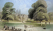 Ornamental Water, St. James' Park, London, illustration