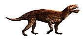 Lycaenops carnivore, illustration