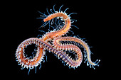 Syllid polychaete worm