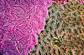 Killer sponge growing on a weak coral colony