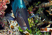 Short-nosed unicornfish