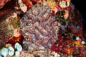 Coral, Laccadive Sea