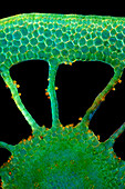 Water milfoil stalk, light micrograph