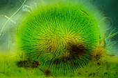 Green algae colony, light micrograph