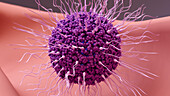 Sperm cells attempting to fertilise egg cell, illustration