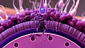 Sperm cell fertilising an egg, illustration