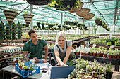 Plant nursery owners working in sunny greenhouse