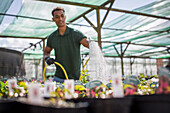 Male plant nursery worker watering plants with hose