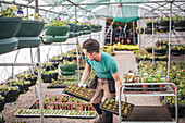 Male plant nursery worker arranging plants in greenhouse