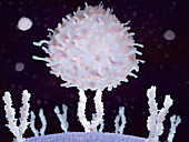T-lymphocyte binding to ICAM-1, illustration