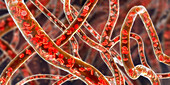 Blood vessels, illustration