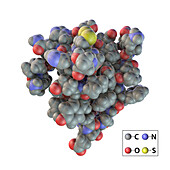 Insulin molecule, illustration