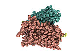 Rhodopsin molecule, illustration