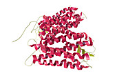 Rhodopsin molecule, illustration