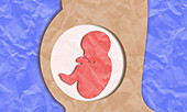 Pregnancy, illustration