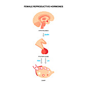 Female reproductive hormones, illustration