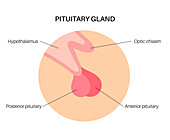 Pituitary gland anatomy, illustration