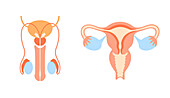 Male and female reproductive organs, illustration