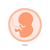 Embryo development, illustration