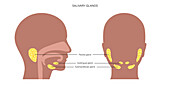 Salivary glands, illustration