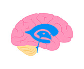 Ventricular system, illustration