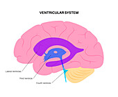 Ventricular system, illustration