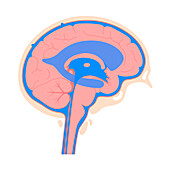 Ventricular system, illustration