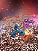 Antibodies attached to a receptor, illustration
